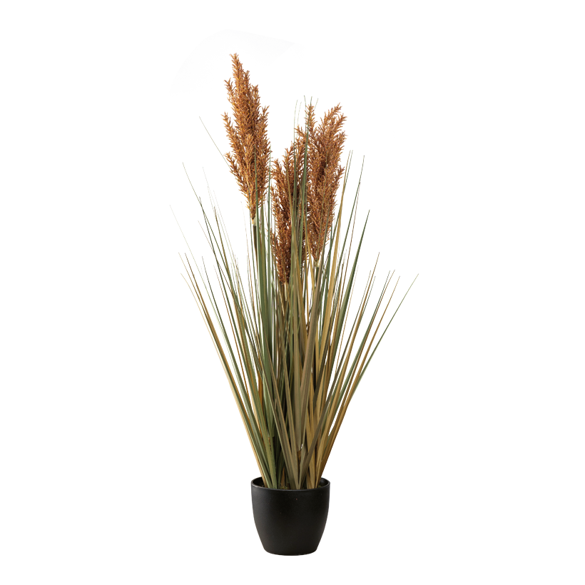 Schilfgrasbündel im Topf, 90cm Topf: ø 14,5cm aus Kunststoff