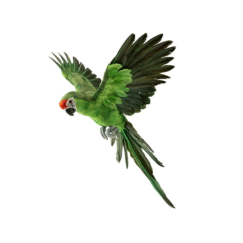Papagei, 56x53cm 3-teilig, aus Federn, fliegend
