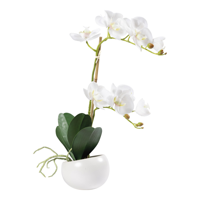 Orchidee im Topf, 48cm Topf: ø10cm aus Kunstseide/Kunststoff, Topf aus Keramik