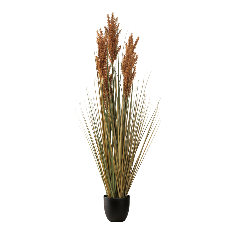 Schilfgrasbündel im Topf, 122cm Topf: ø 15,5cm aus Kunststoff