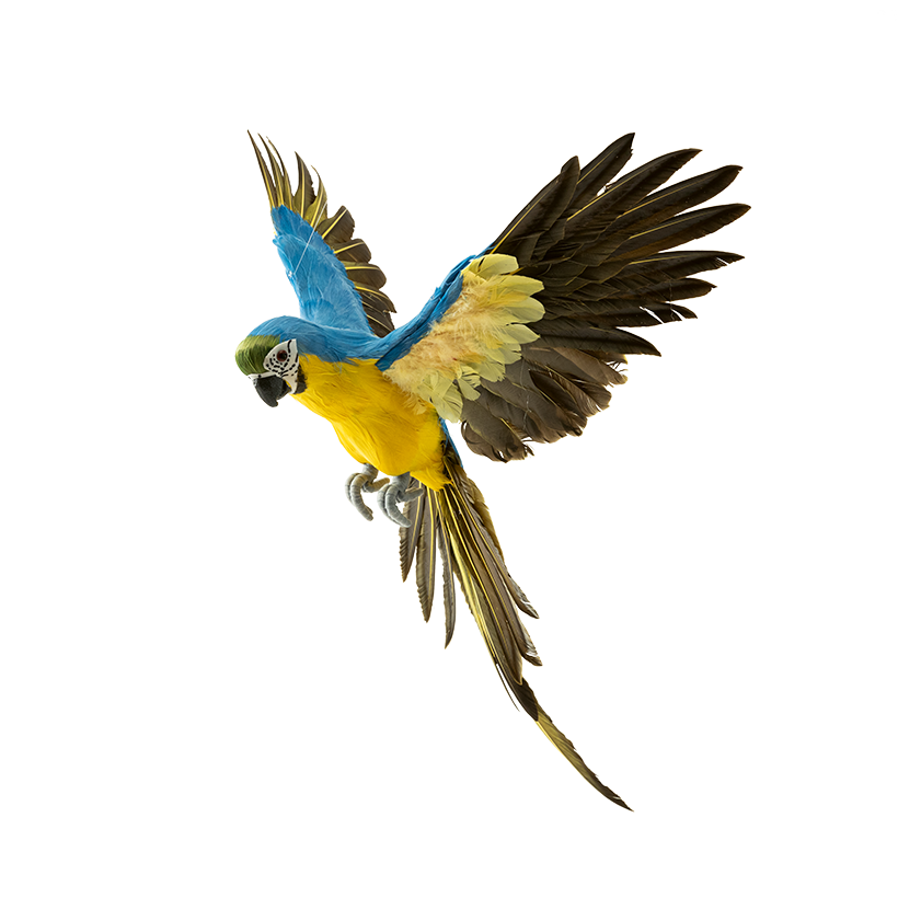 Papagei, 56x53cm 3-teilig, aus Federn, fliegend