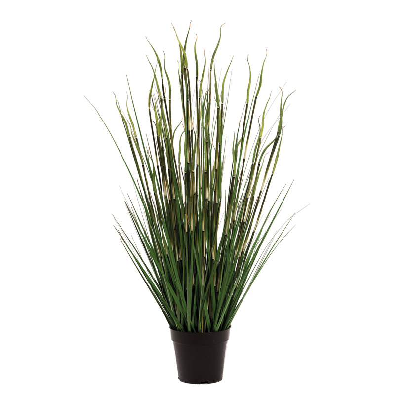 # Bambus-Zwiebelgras-Mix, 86cm im Topf # Bambus-Zwiebelgras-Mix, 86cm im Topf