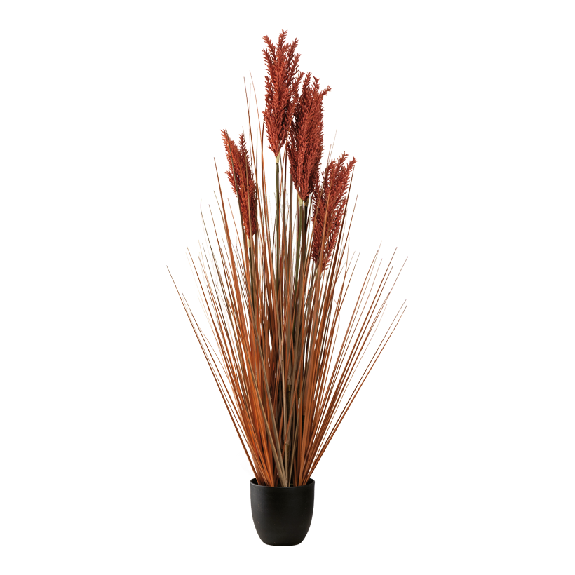 Schilfgrasbündel im Topf, 122cm Topf: ø 15,5cm aus Kunststoff
