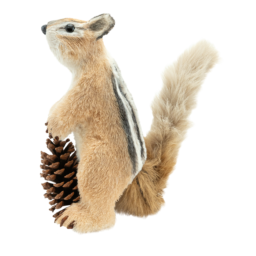 Eichhörnchen, 30x29x15cm echte Tannenzapfen: Ø 11cm 0 aus Kunstfasern/Styropor/Kunstfell, stehend