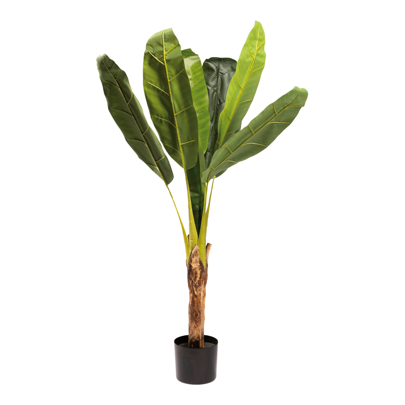 Bananenbaum im Topf, 120cm Topf: ø 14cm 2-teilig aus Kunststoff