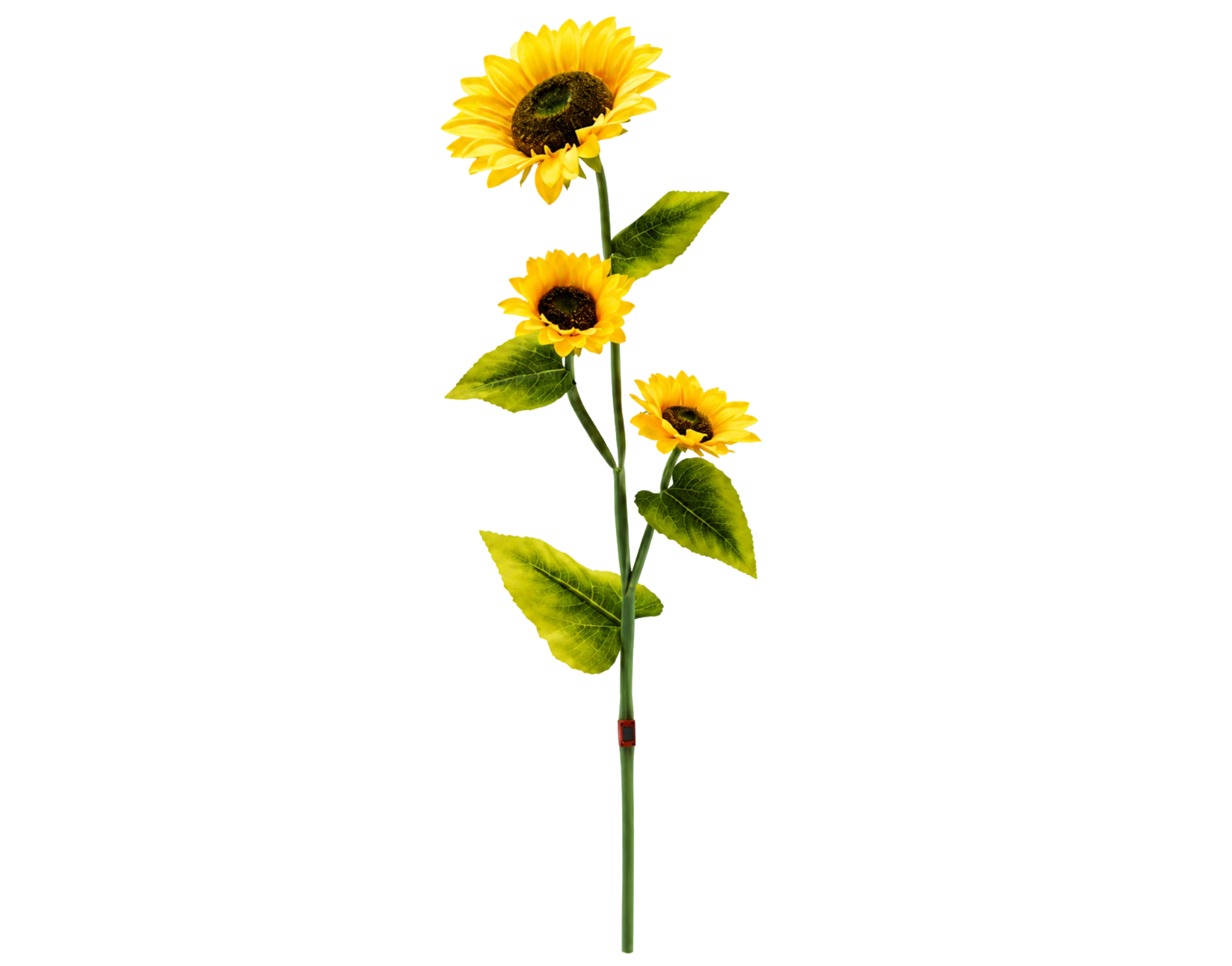 Sonnenblume