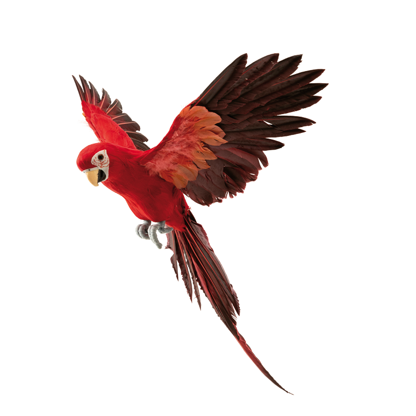 Papagei, 56x53cm 3-teilig, aus Federn, fliegend