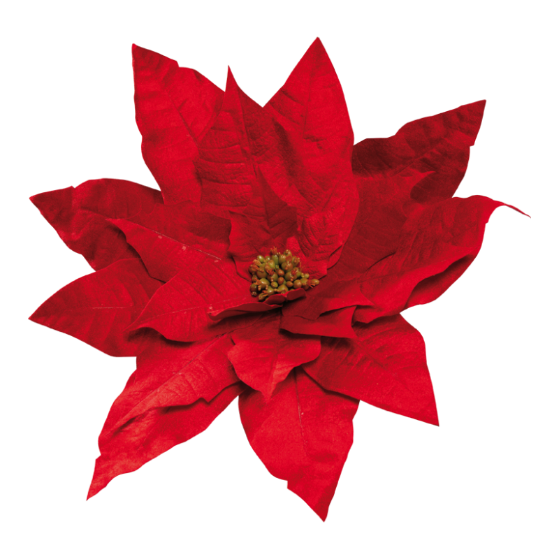 Poinsettia